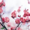 春のおとずれ-スプリング・ジャズ・コレクション