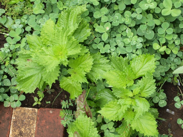 shiso.jpg