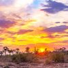 Safari / Sunrise In Back Bay