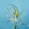 Stream