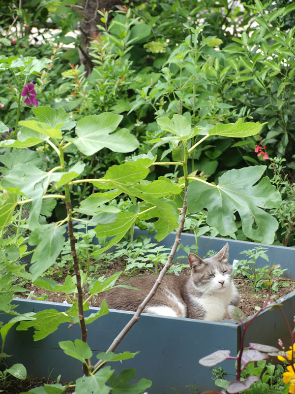 花壇に猫